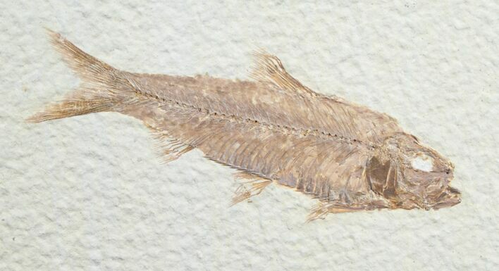 Knightia Fossil Fish - Wyoming #7562